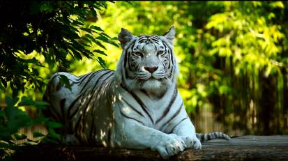 趴在地上的白老虎