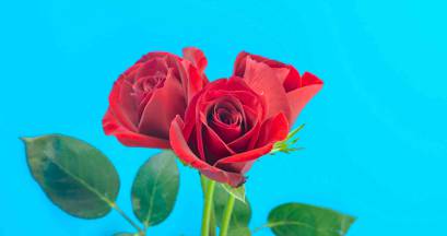 4K红玫瑰花开延时镜头