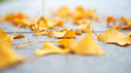 秋日银杏树落叶