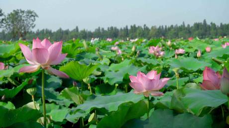 夏季盛放的美丽荷花