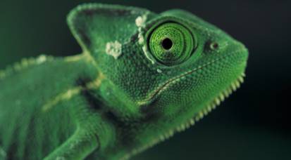 绿色变色龙侧面特写视频