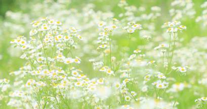 小清新夏日小雏菊实拍视频