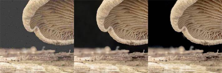 Topaz JPEG to RAW AI for Mac(JPEG转高质量RAW软件) v2.1