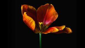 室内花卉静物微距摄影教程 KelbyOne -Melanie Kern-Favilla