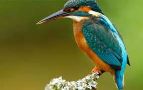 专业摄影师后期软件DxO.PhotoLab.v4.3  win+mac 降噪与光学校正