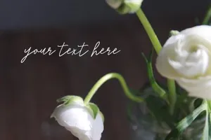 忧郁新鲜白色鲜花库存照片 Moody white flower