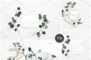 库存照片logo样机 Stock Photos Eucalyptus Bundle.jpg