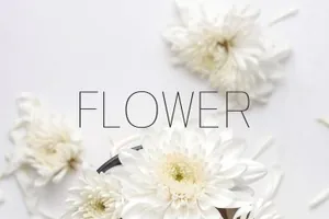 优雅纤细时尚的字体 Zevida Sans Serif Font Family