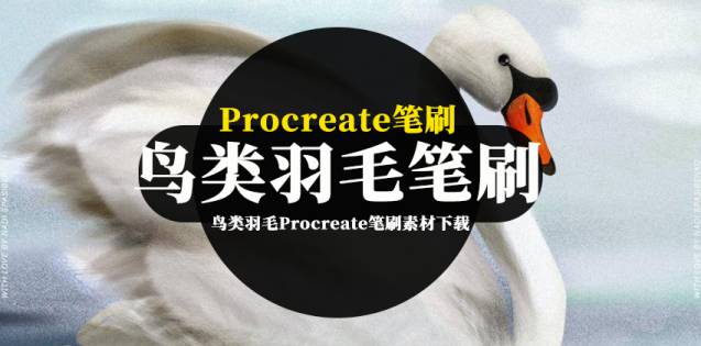 Procreate笔刷-鸟类羽毛Procreate笔刷素材下载