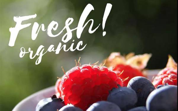 字体合集-精美创意复古飘逸潦草手写草书英文字体安装包合集