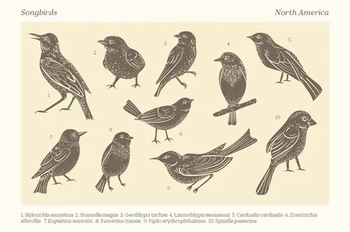 181个优雅的歌鸟图形矢量集合下载Songbirds_gra