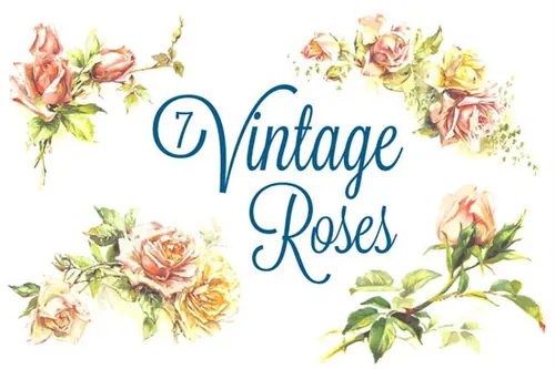 复古玫瑰 7 Vintage Roses