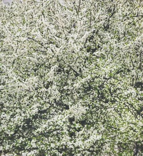 春天盛开的花朵设计背景Blooming tree with white flowers