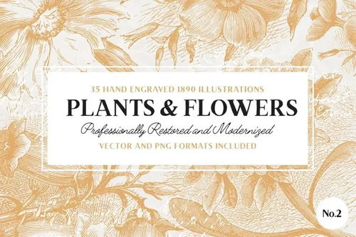 35 Plant  Flower Illustrations