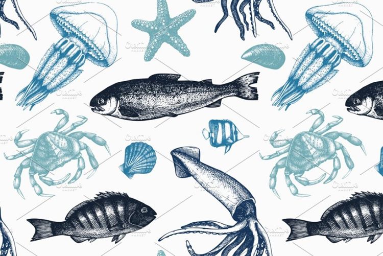 鱼类的矢量素材插画 Vector Sea Life Illu