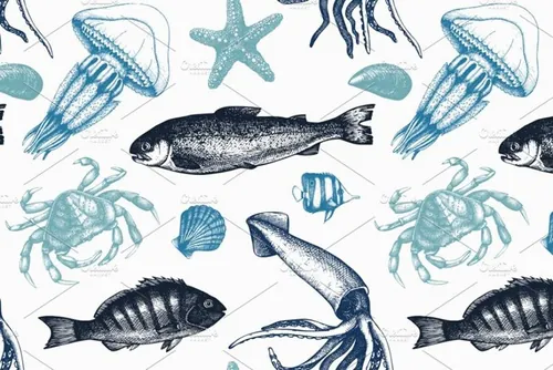 鱼类的矢量素材插画 Vector Sea Life Illu