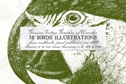 58款复古鸟类插画素材 58-Birds-Illustrat