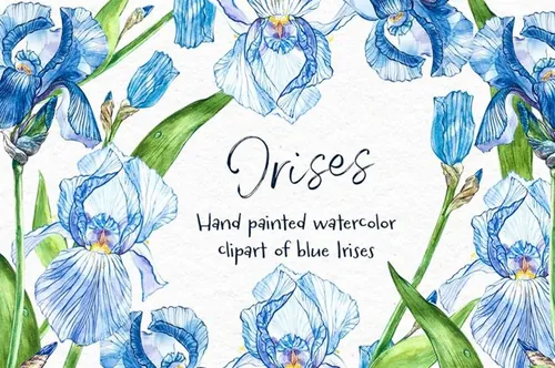 水彩手绘鸢尾花植物插画素材 Iris watercolor