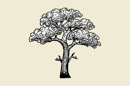 复古手绘大树矢量素材Tree illustration with pen and ink