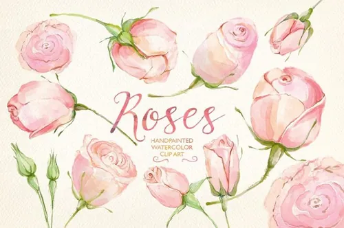手绘水彩粉色玫瑰装饰素材 Watercolor-clip-art-cream-roses
