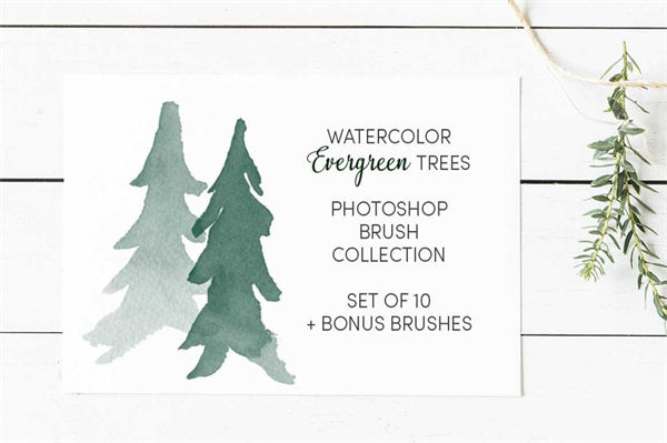 13个水彩常绿树(圣诞松树)笔刷集合Watercolor_Evergr