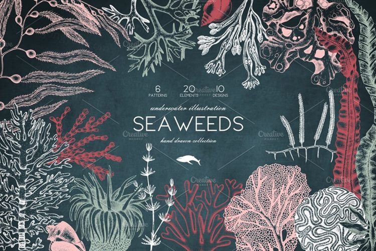 矢量手绘珊瑚海藻插图素材 Vector Seaweeds