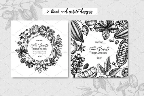 水果和香料手绘插画素材  Tonic-Property-of