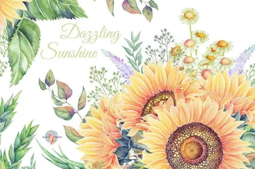 高质量手绘向日葵甘菊剪贴画素材 Dazzling Sunsh