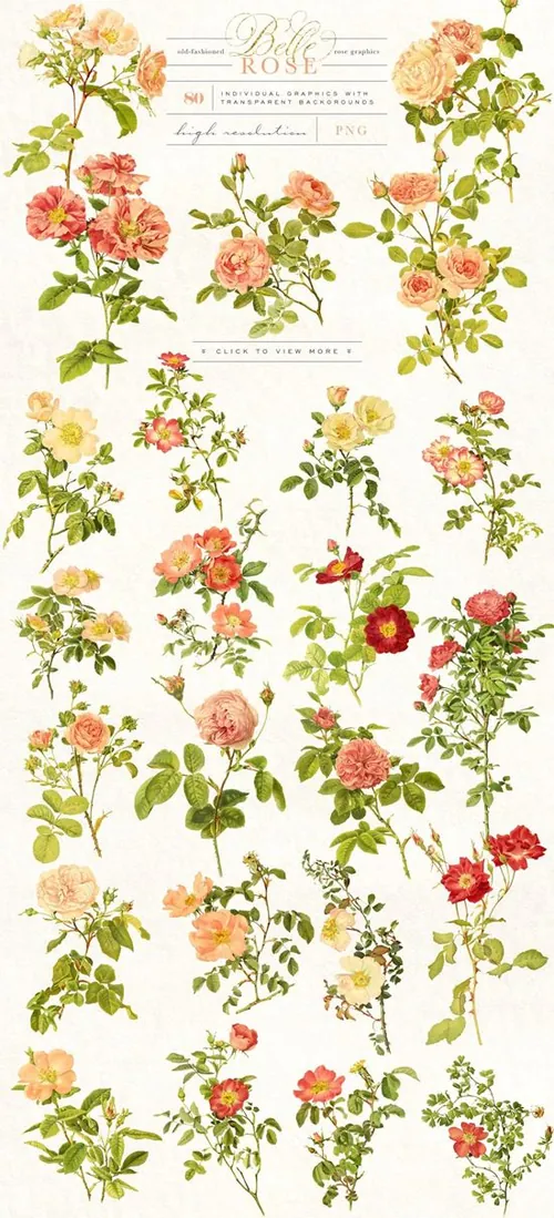 复古手绘水彩玫瑰花卉设计素材 Belle-Rose-Anti