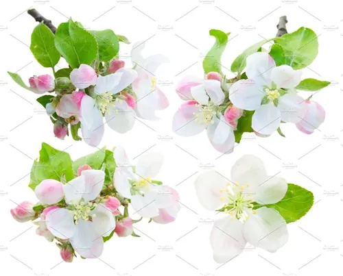 开花的苹果树Apple tree flowers