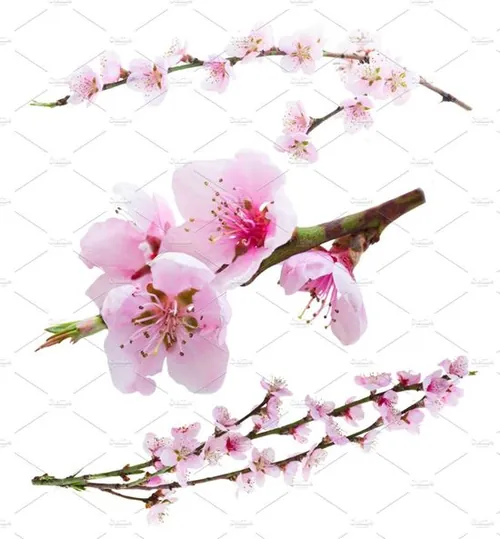 樱桃树分支Cherry twig