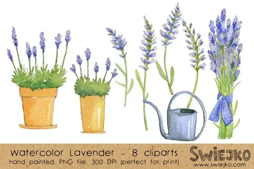 Watercolor ClipArt-Lavender