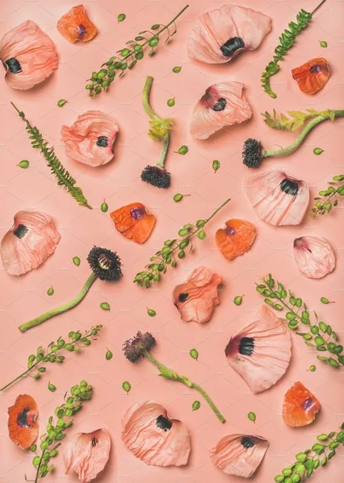 花卉植物素材背景Pink and red flower petals , branches and leaves , top view