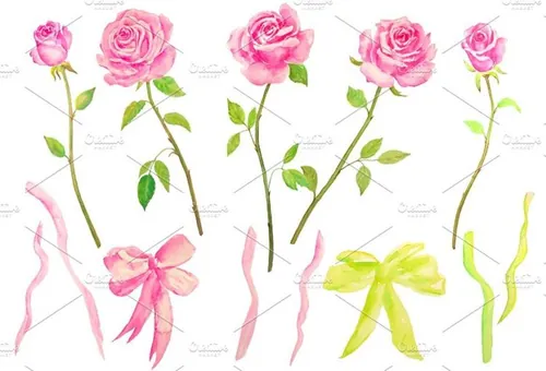 经典粉色花型玫瑰剪贴画 Watercolor Pink Roses