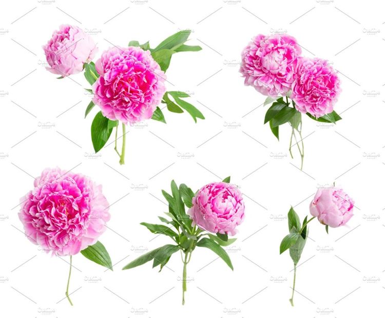 牡丹花背景Peonies