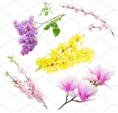 花的树枝杈Flowers  tree twigs