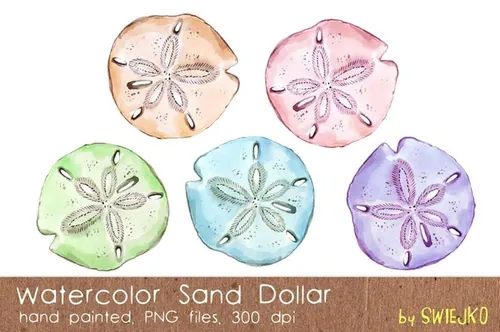 手绘水彩植物设计素材Watercolor Sand Dollar