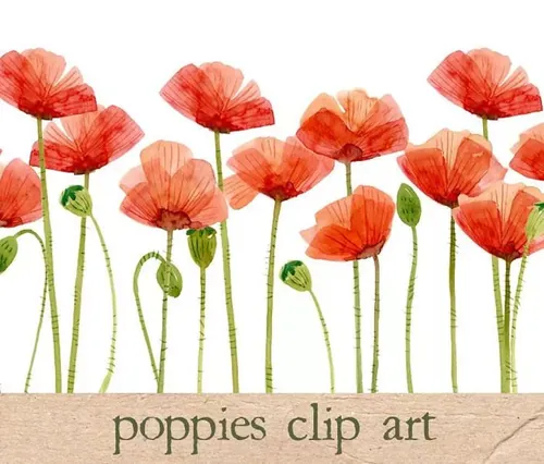 15款邪恶之花罂粟花水彩画 Watercolor Flowers , Poppies