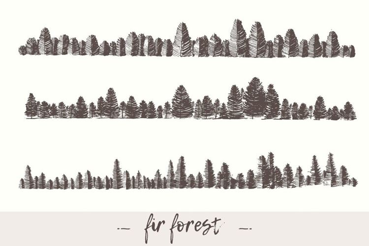 冷杉森林背景Fir forest backgrounds