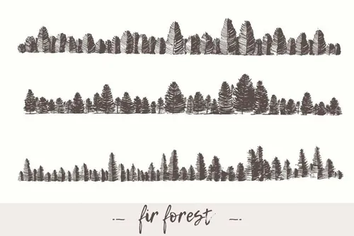 冷杉森林背景Fir forest backgrounds