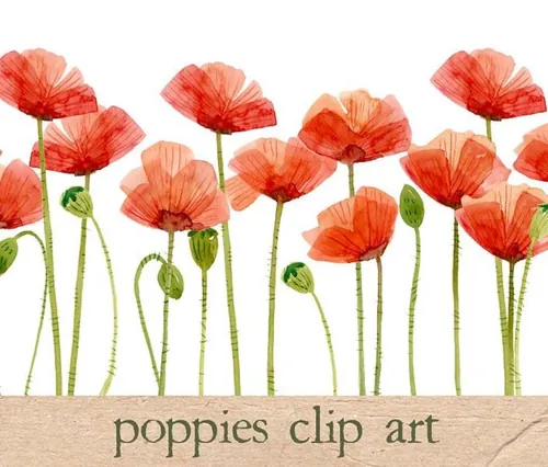 Watercolor Flowers , Poppies