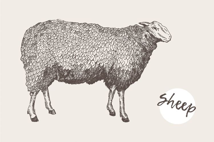 羊的插图Illustration of a sheep