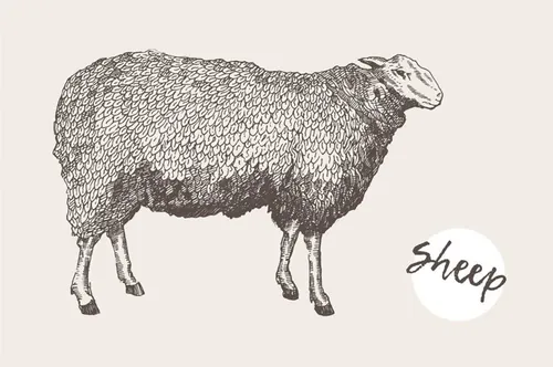 羊的插图Illustration of a sheep