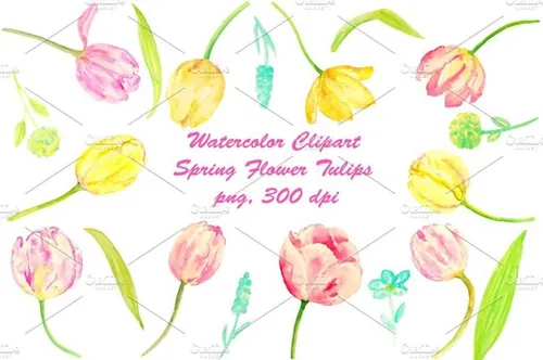 手绘水彩郁金香设计素材Watercolor Tulips