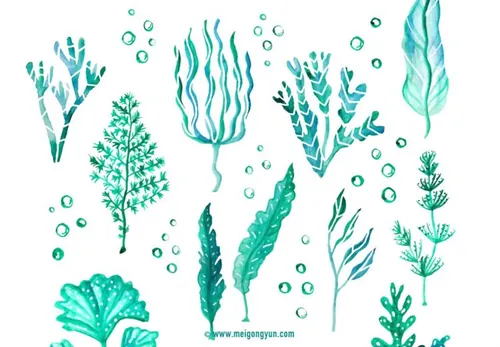 海底植物水草矢量元素Seabed plant water a