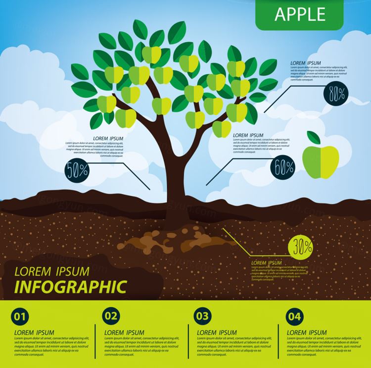 苹果树信息图形水果矢量插图绘画设计素材Apple infographics