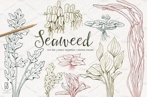 经典手绘海藻插画下载 Seaweeds , hand drawn , vintage