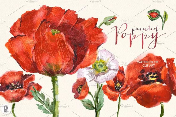 深红色罂粟花水彩剪贴画 Aquarelle watercol