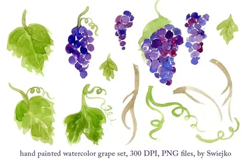 紫葡萄水彩剪贴画图案 Watercolor Grapes