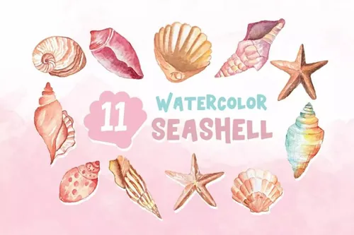 11款水彩贝壳插画 11 Watercolor Seashell Illustration Graphics